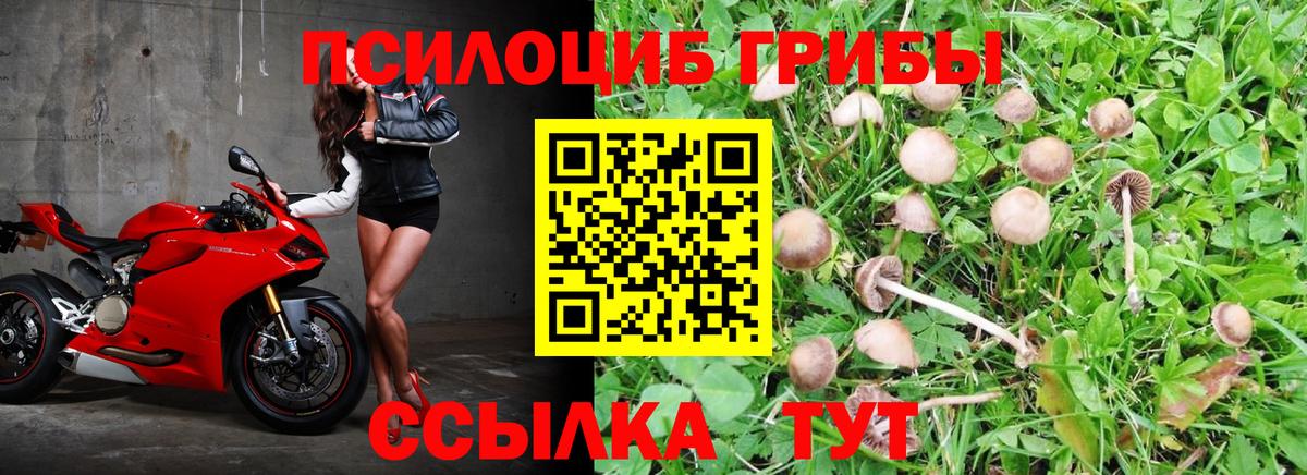 Псилоцибиновые грибы Psilocybine cubensis Избербаш